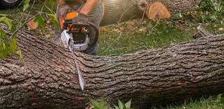  Odenville, AL Tree Services Pros