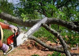 Best Tree Cabling and Bracing  in Odenville, AL