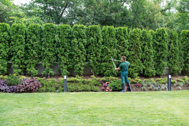 Professional Tree Services in Odenville, AL
