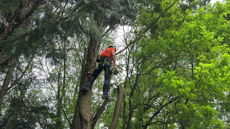 Best Tree Disease Treatment  in Odenville, AL