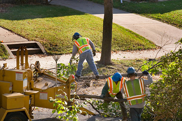 Best Root Management and Removal  in Odenville, AL