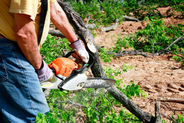 How Our Tree Care Process Works  in  Odenville, AL